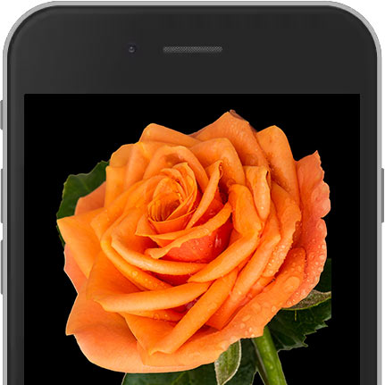 Image of Orange E-Rose sent worldwide