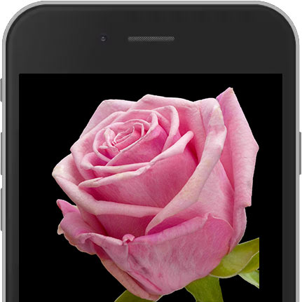 Image of Pink E-Rose sent worldwide