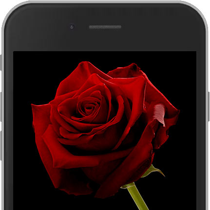 Image of Red E-Rose sent worldwide