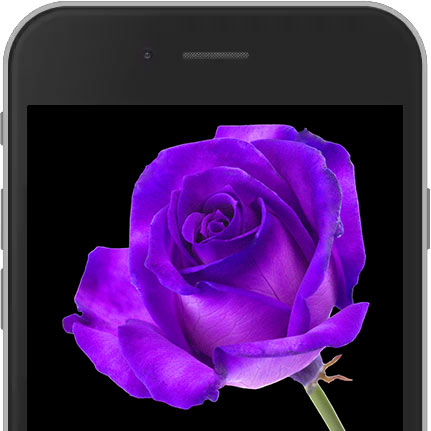 Image of Purple E-Rose sent worldwide