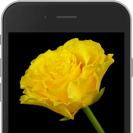 Image of Yellow E-Rose sent worldwide