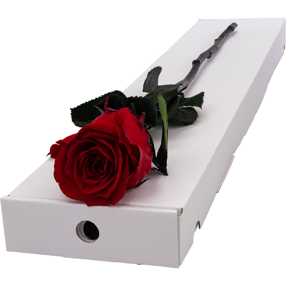 Single Letterbox Infinity Red Rose image