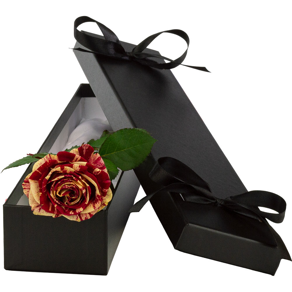 Single Luxury Harlequin Rose image