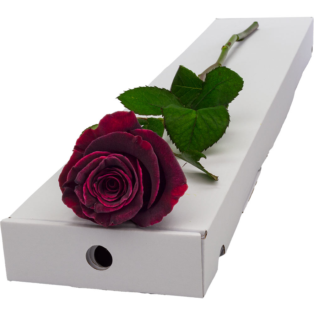 Image of Single Letterbox Black Baccara Rose