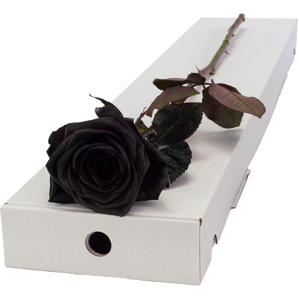 Image of Single Letterbox Black (Painted) Rose