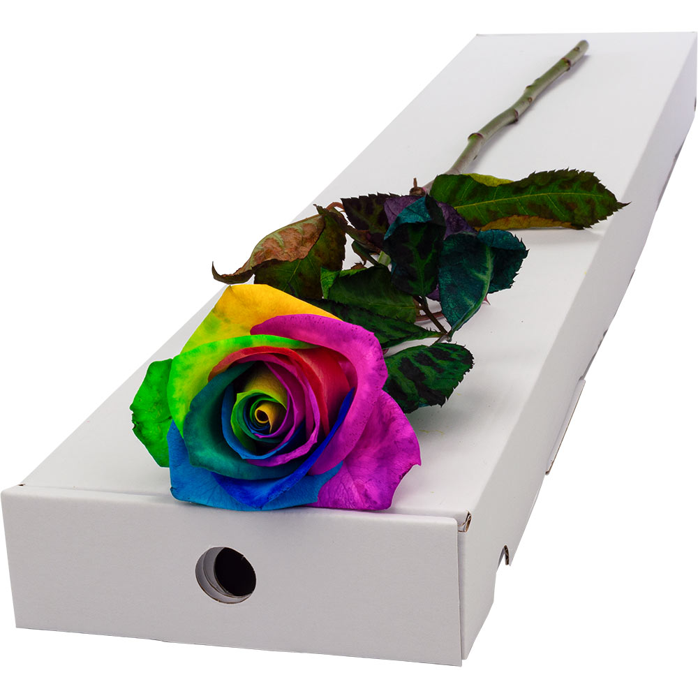 Single Letterbox Happy (Rainbow) Rose image