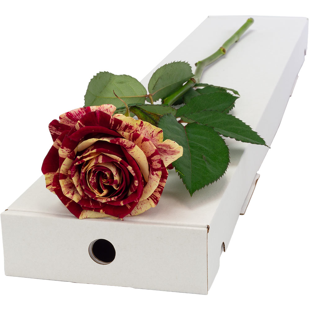 Single Letterbox Harlequin Rose image