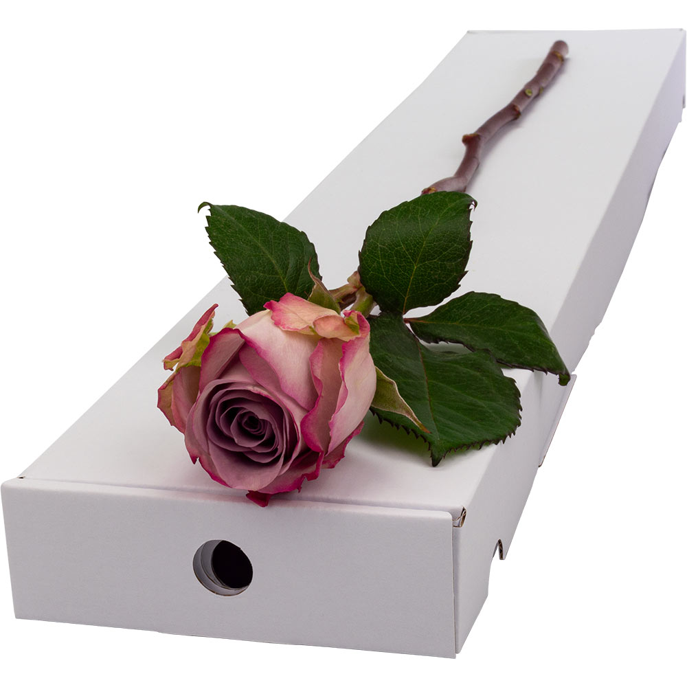 Image of Single Letterbox Lilac Rose