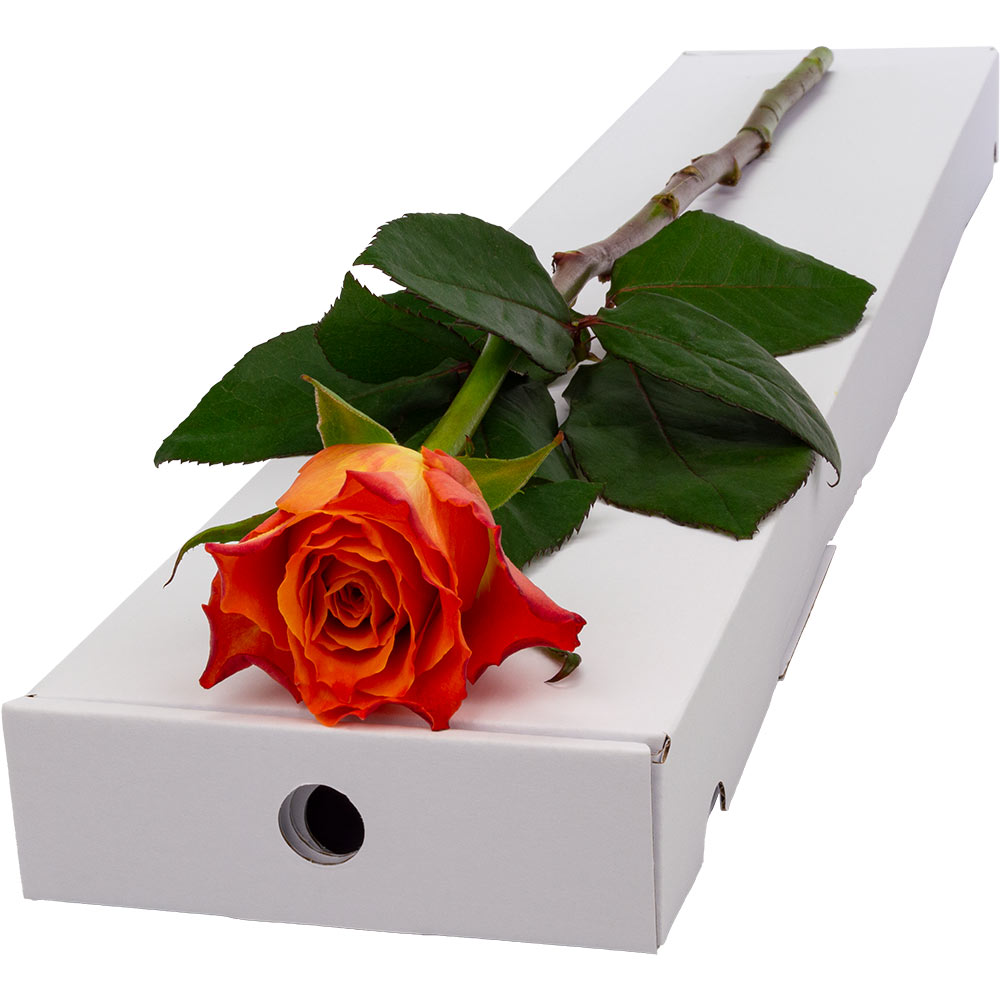 Single Letterbox Orange Rose