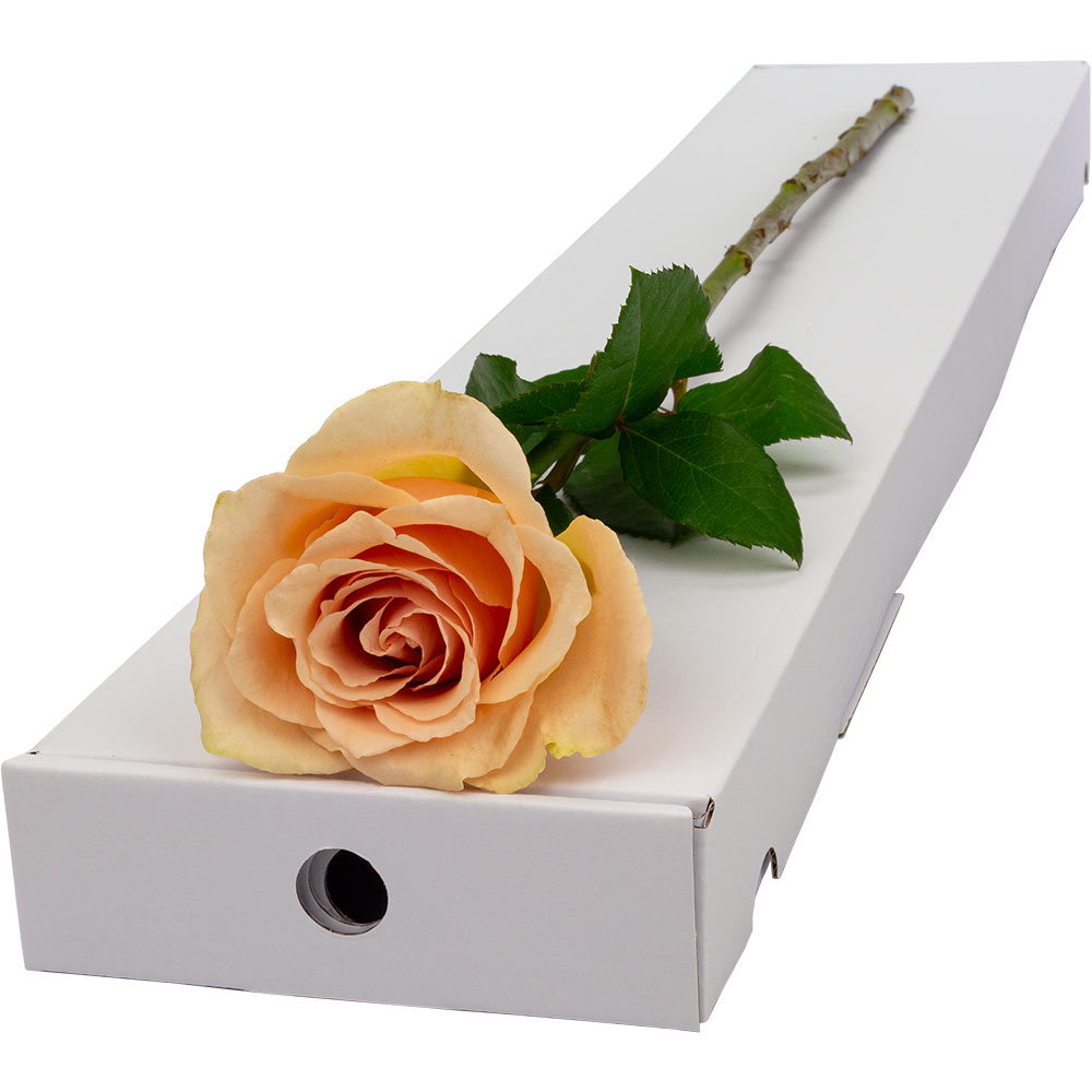 Image of Single Letterbox Peach Rose