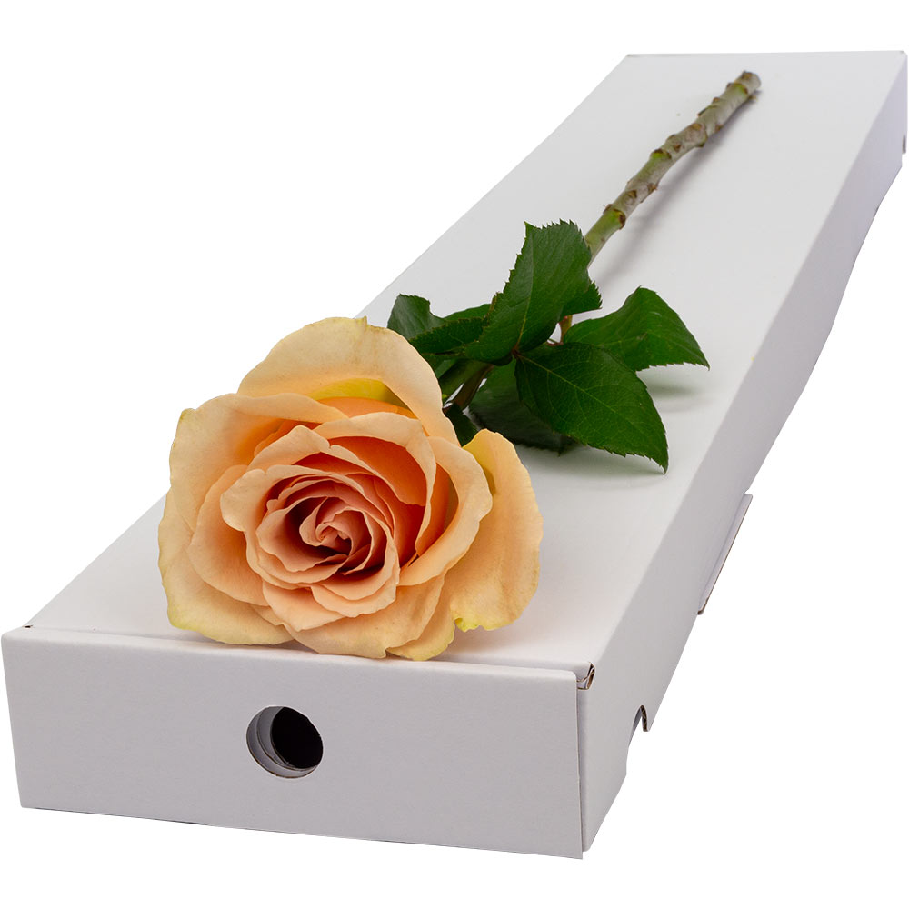 Single Letterbox Peach Rose