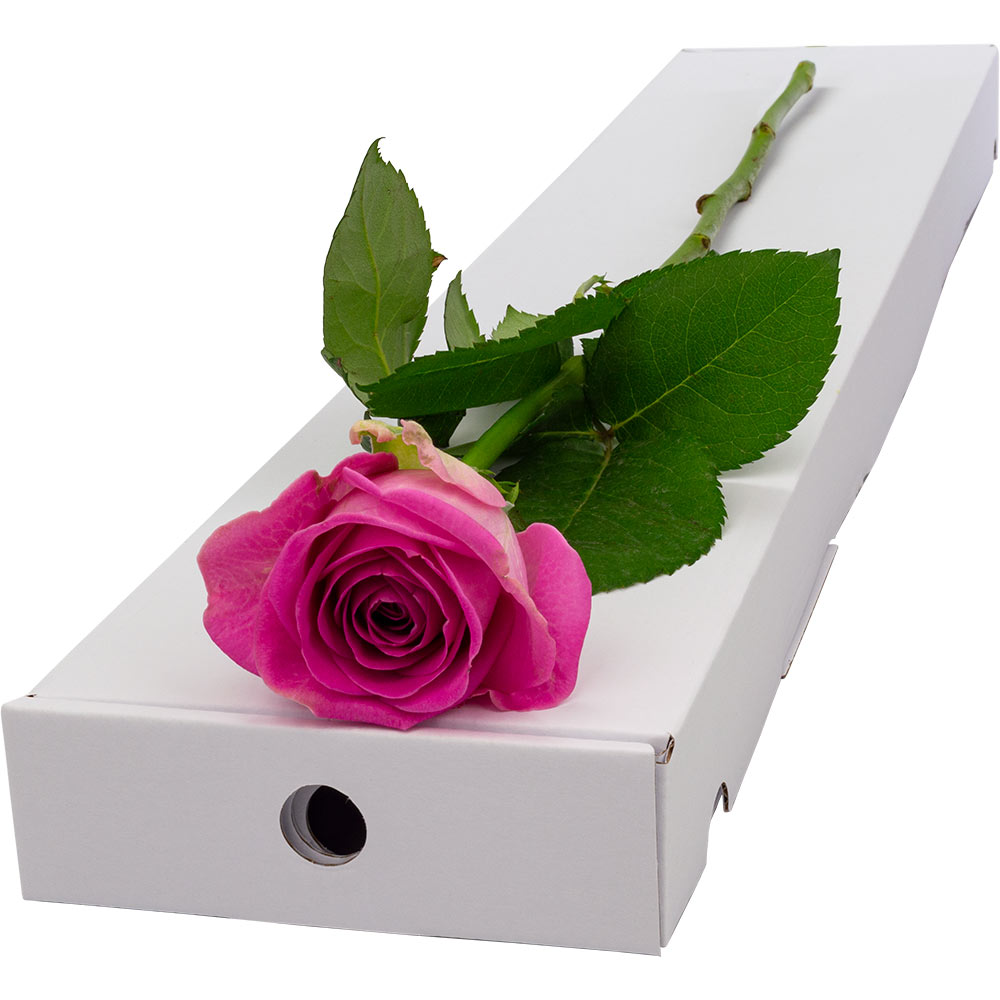 Image of Single Letterbox Pink Rose