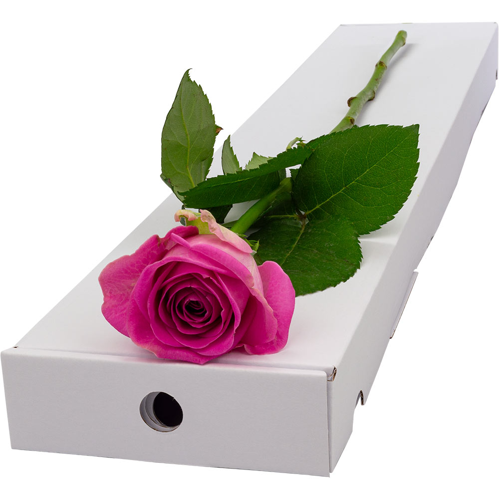One Rose - Single Stem Rose Delivery | Interrose
