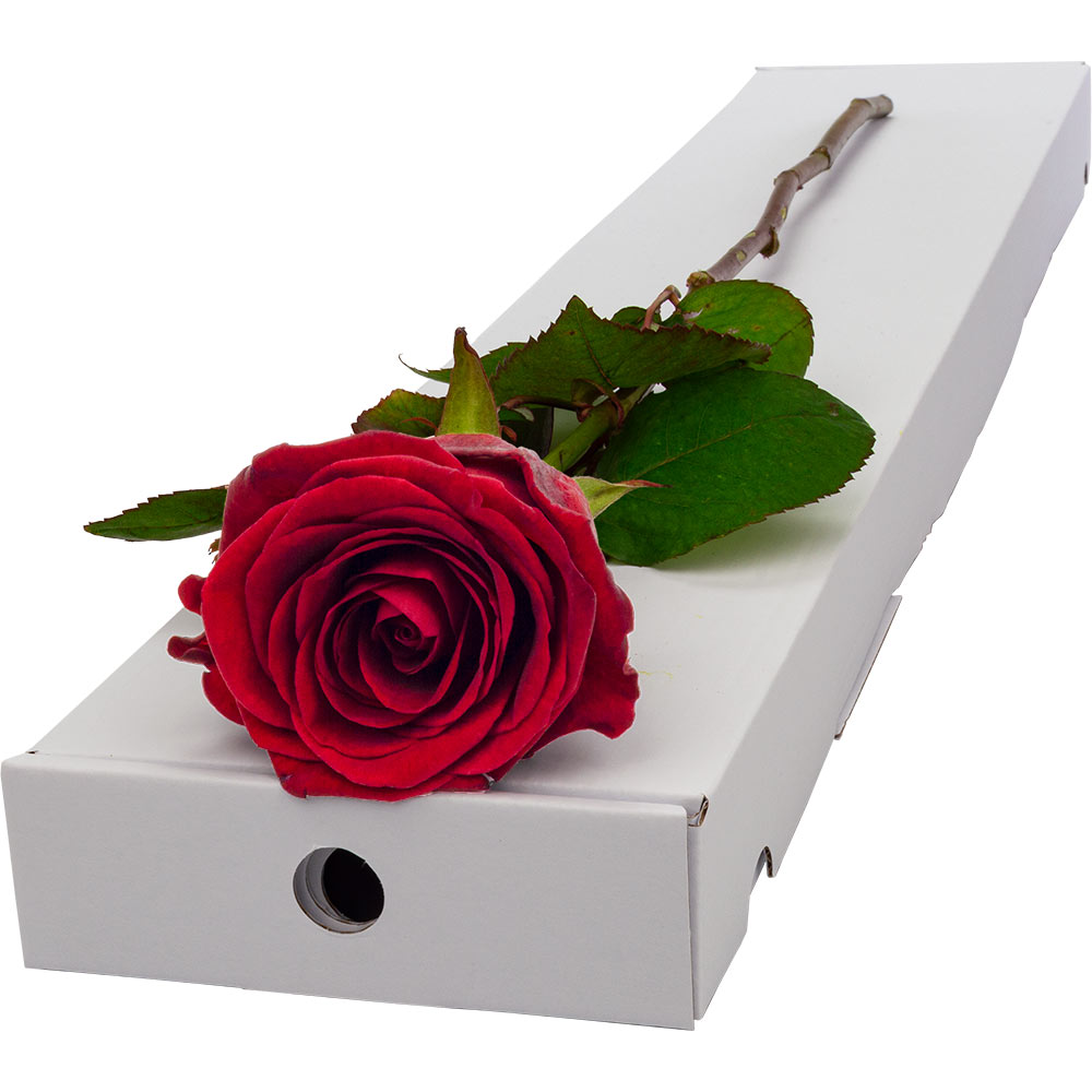 Image of Single Letterbox Red (Naomi) Rose