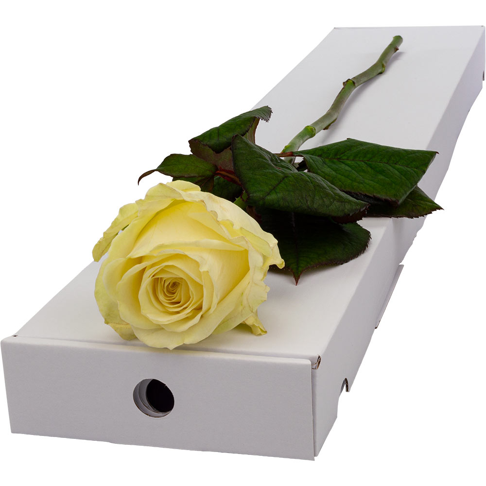 Single Letterbox White (Avalanche) Rose