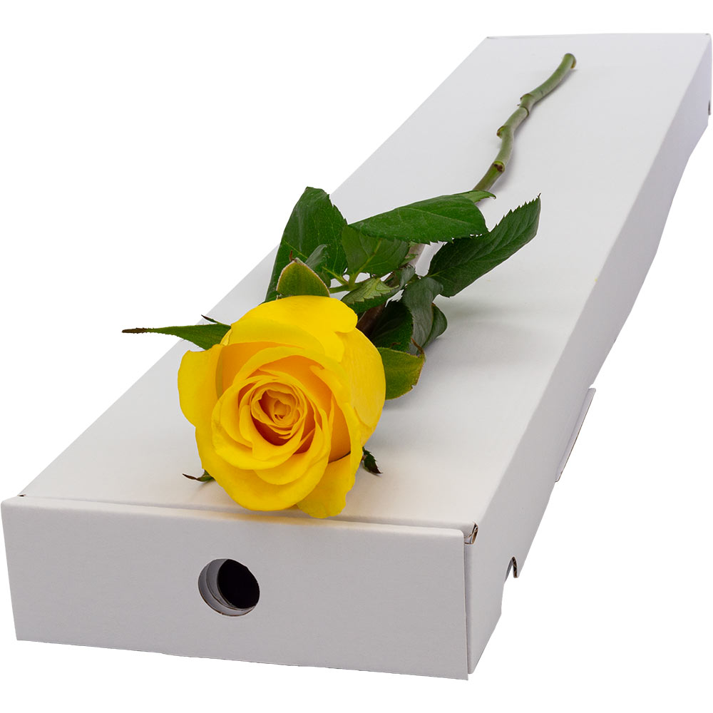 Single Letterbox Yellow Rose image