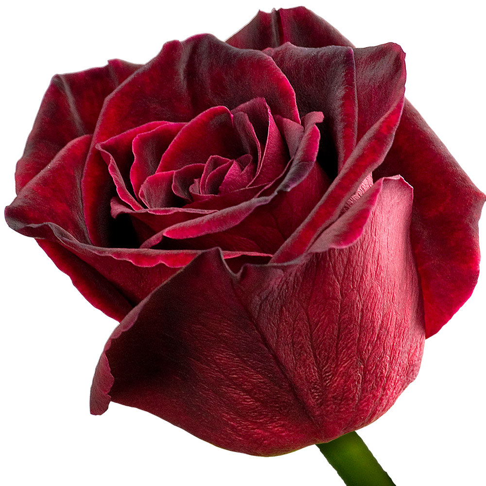 A single Black Baccara rose