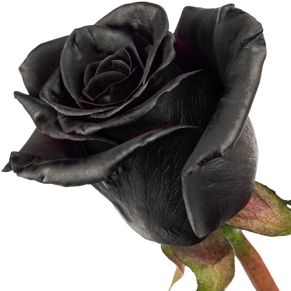 A single black rose