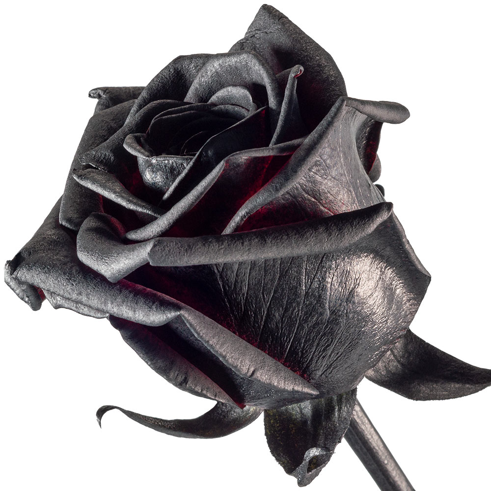 A single black rose