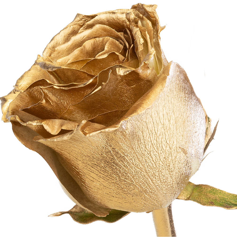 A single gold rose