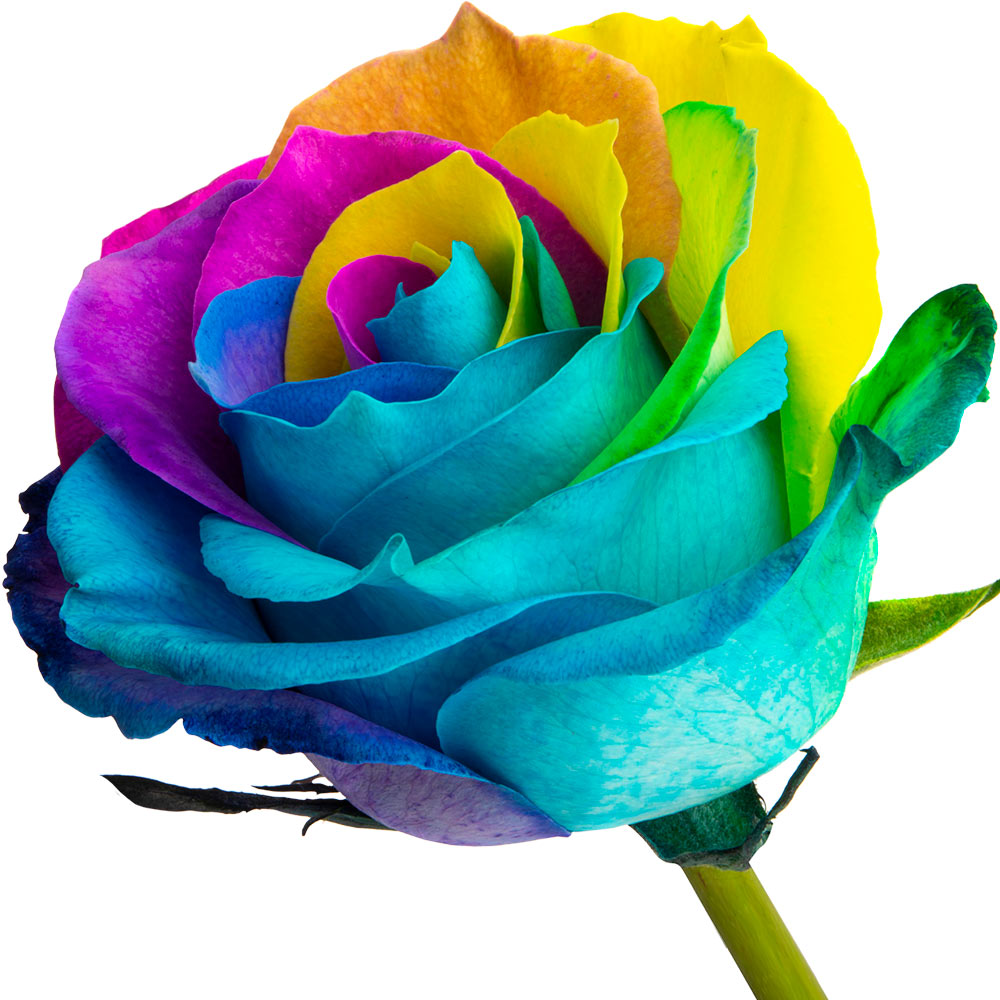 A single Rainbow Happy rose