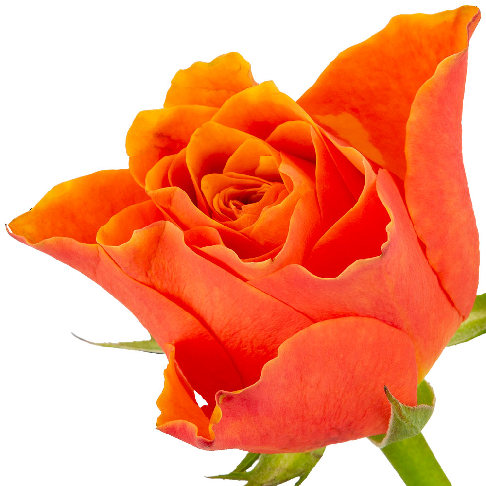 A single orange rose