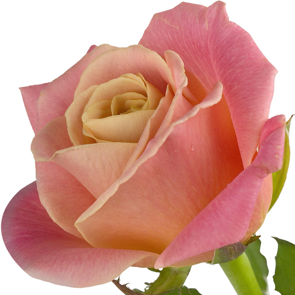 A single peach rose