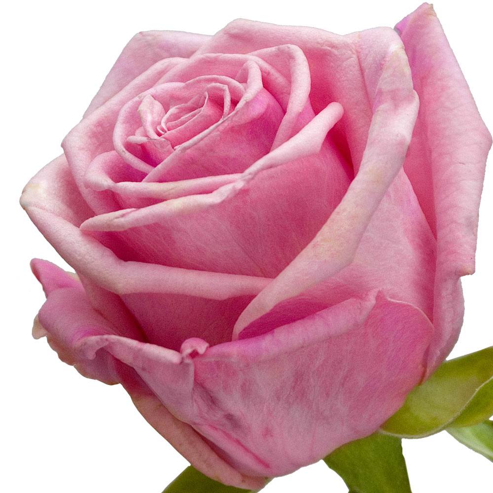 A single pink rose