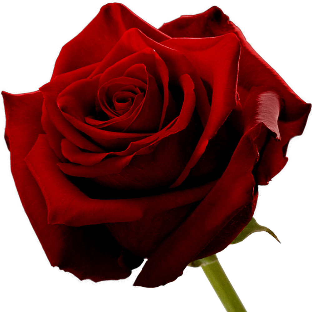 A single red rose