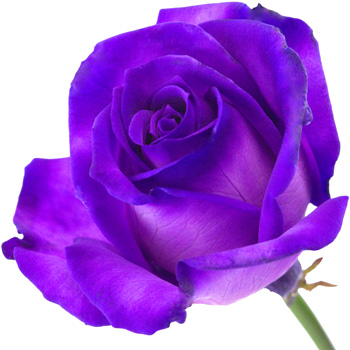 A single purple rose