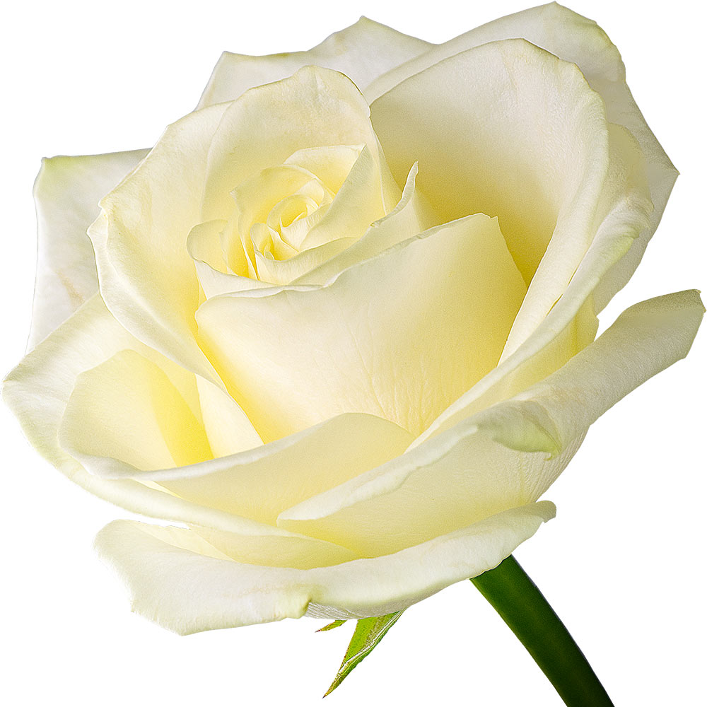 A single white rose