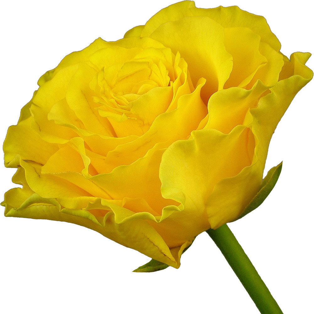 A single yellow rose