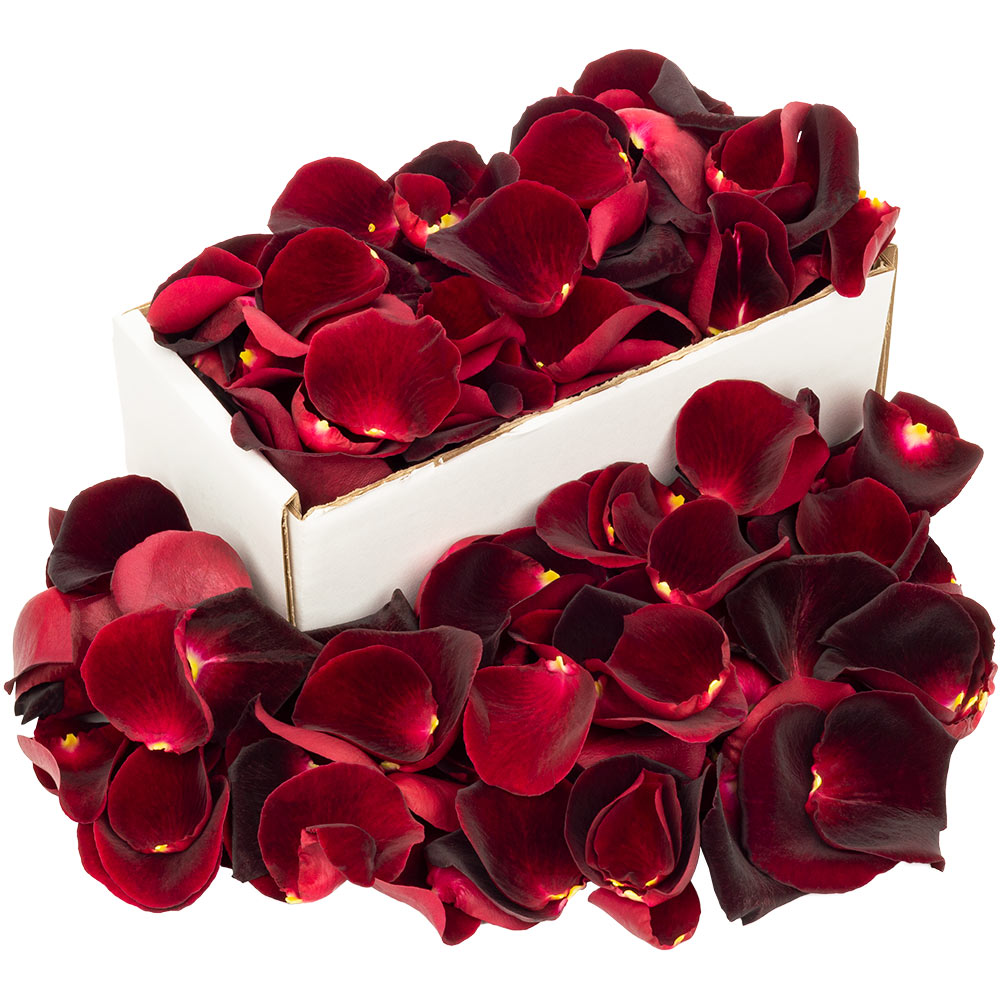 Image of Box of Fresh Black Baccara Rose Petals