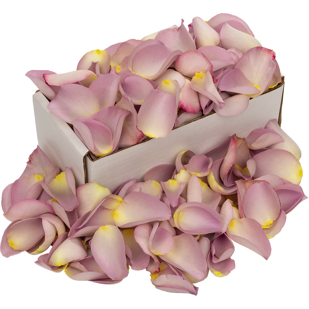 A box of lilac rose petals