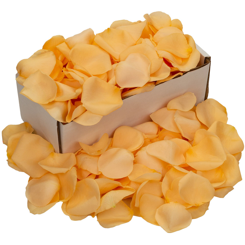 Image of Box of Fresh Peach Rose Petals