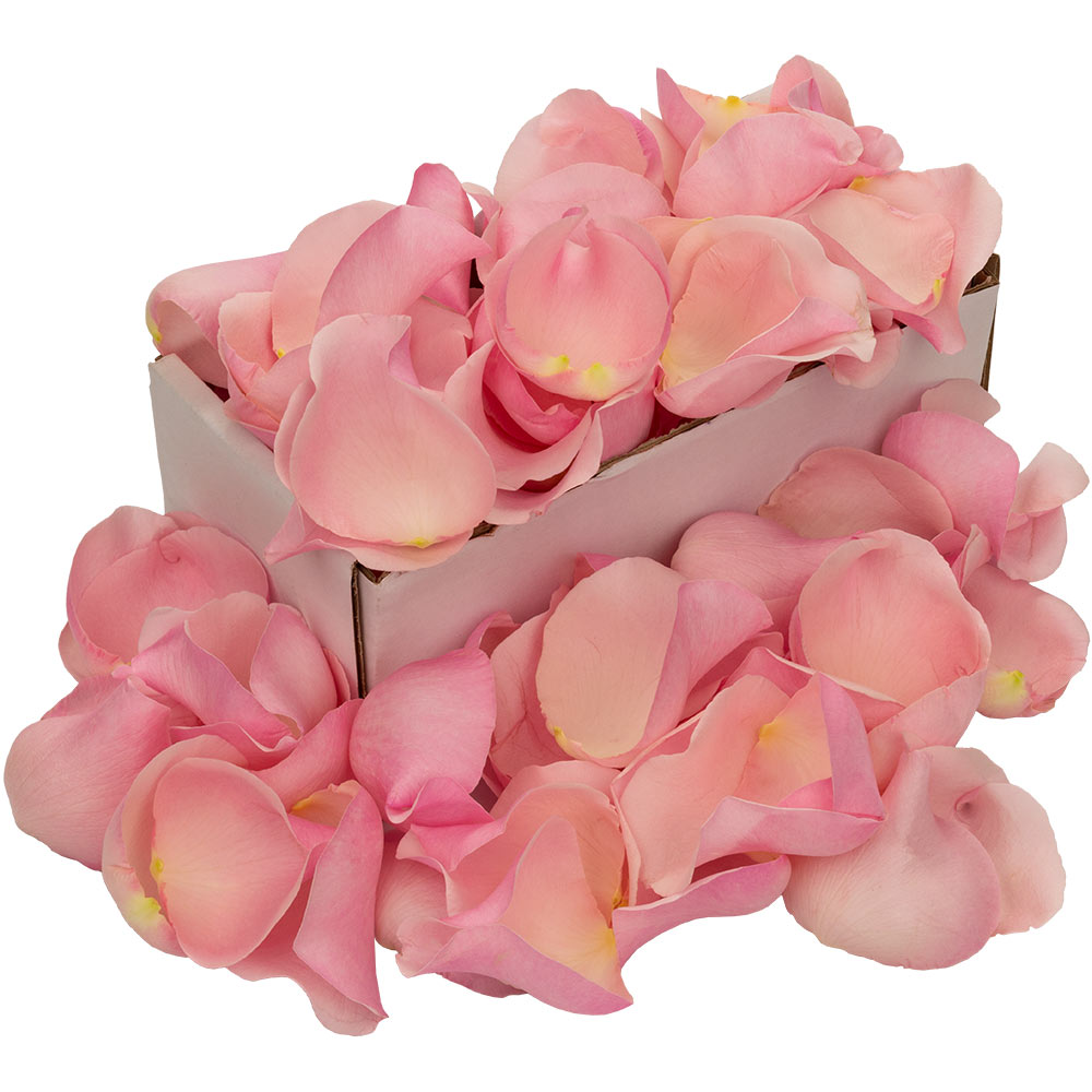 Image of Box of Fresh Pink Rose Petals