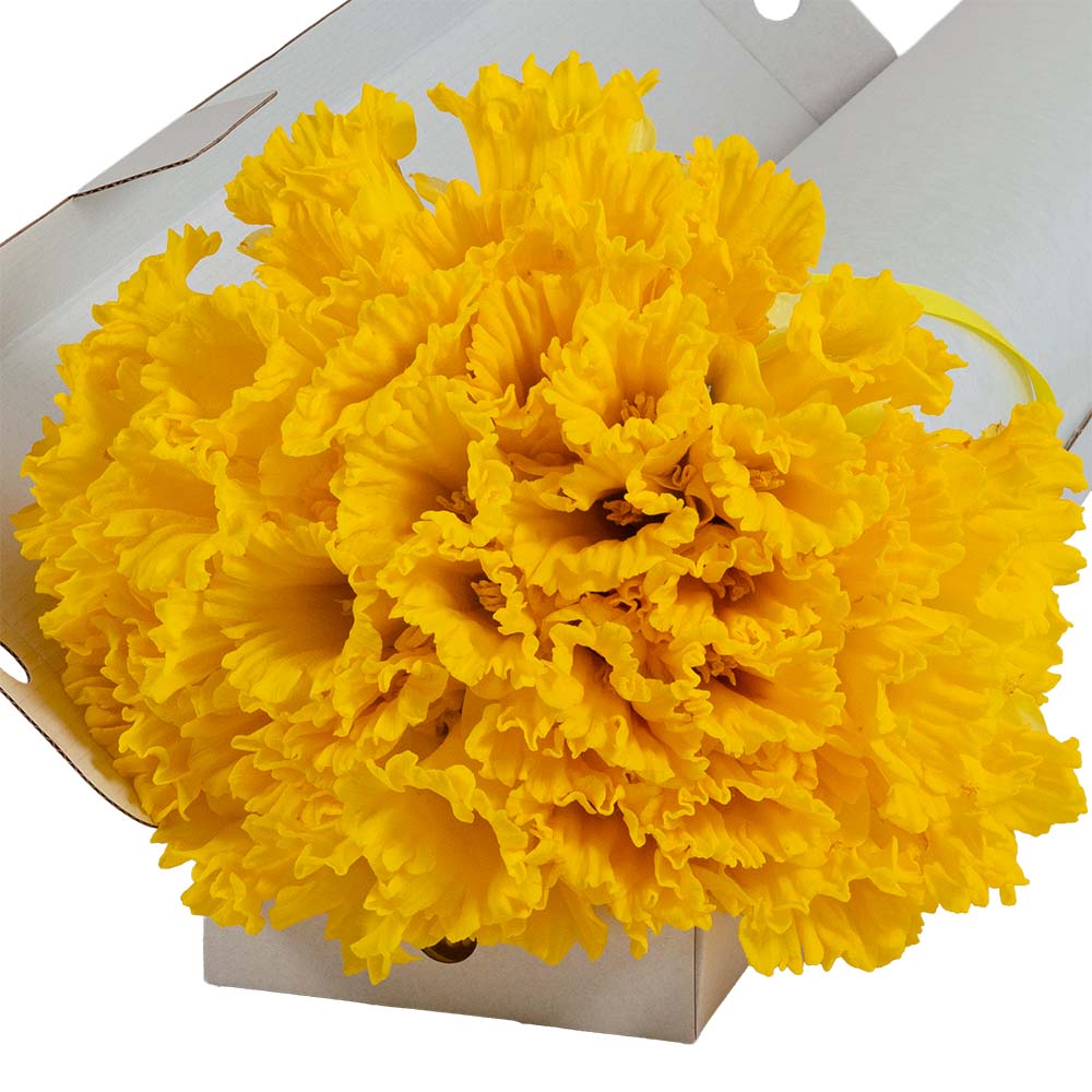 Letterbox 50 Daffodils