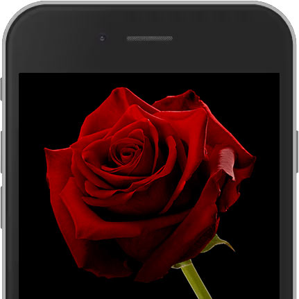  E-Rose