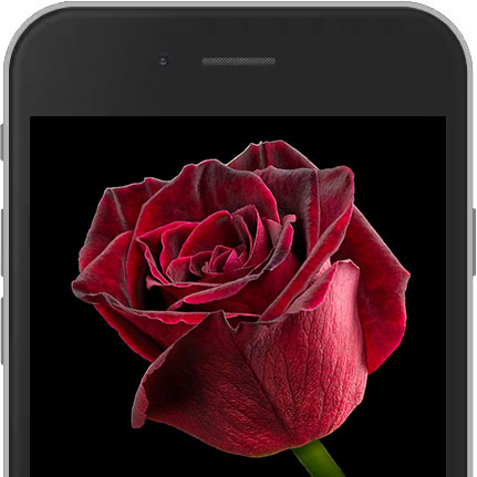 Baccara E-Rose