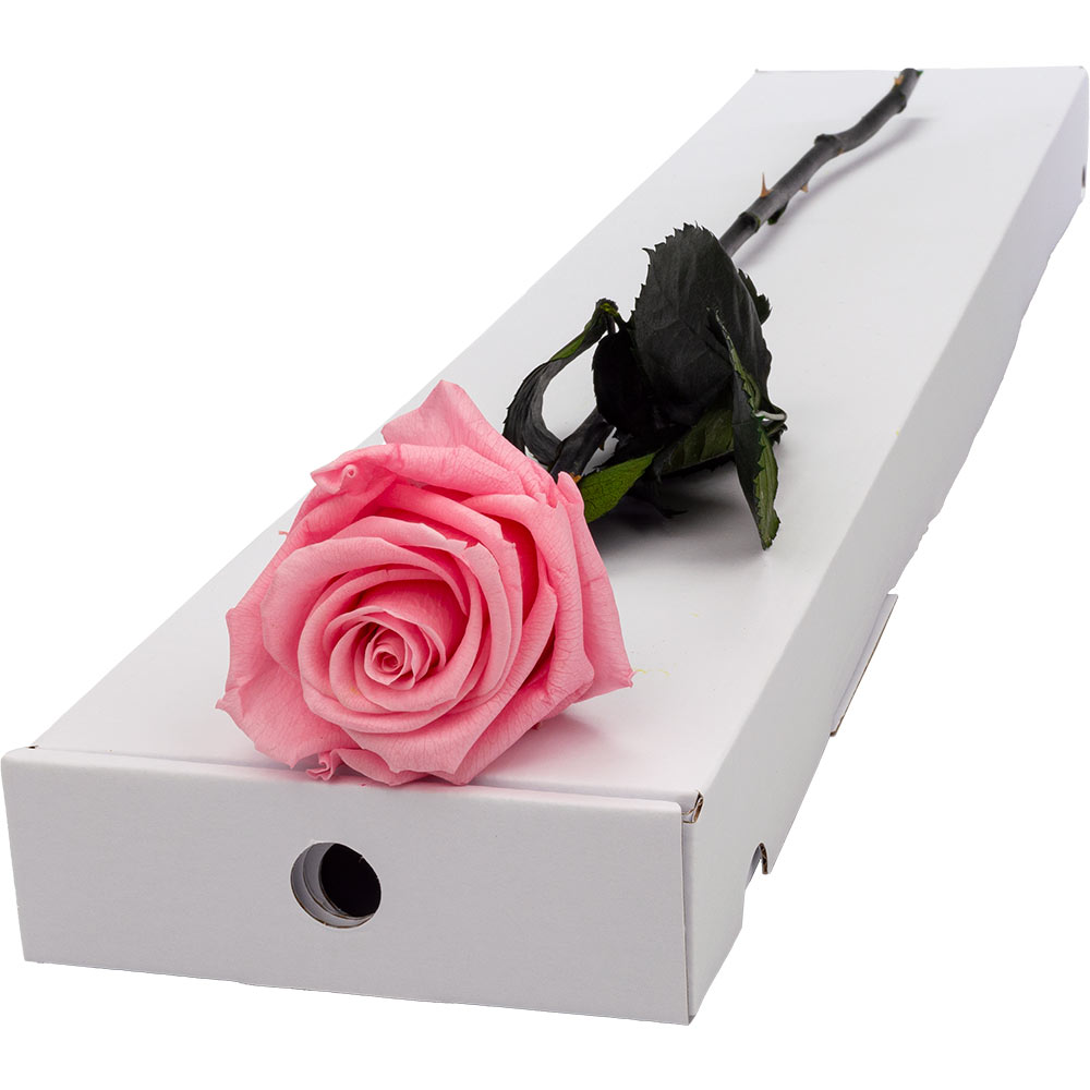 Single Letterbox Infinity Pink Rose