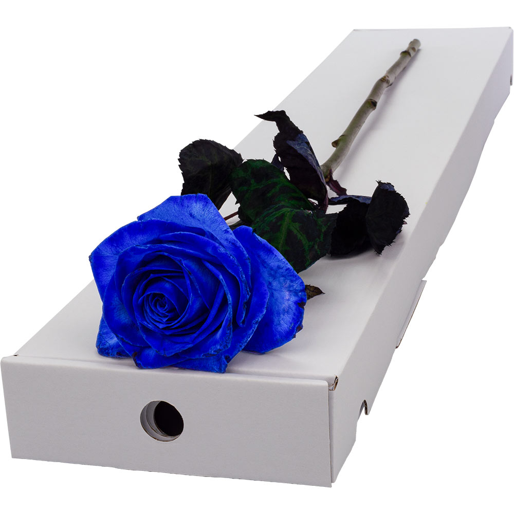 Buy Single Letterbox Blue Rose and get a free name-a-rose gift
