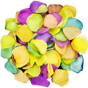 Happy Rainbow petals