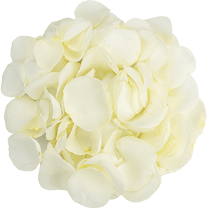 White petals