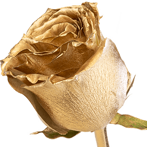 Gold rose