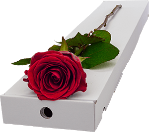 Letterbox presentation