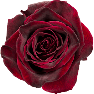 Baccara rose