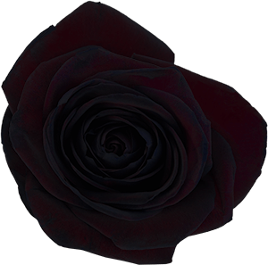 Black rose