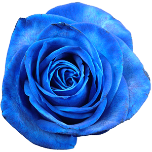 Blue rose