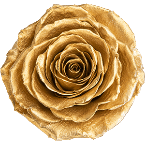 Gold rose