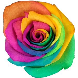 Happy Rainbow rose